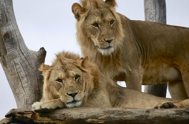 pesona-alam-dan-satwa-di-melbourne-zoo-yang-populer