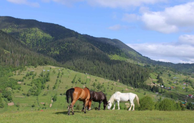 Wisata di Ukraina: Pesona Alam Pegunungan Carpathia