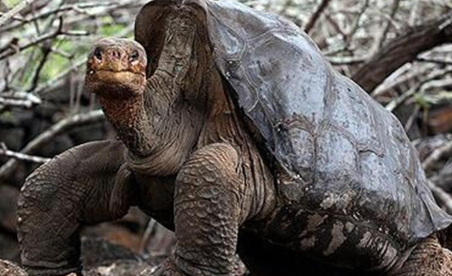 Review Wisata Galapagos Islands Eksplorasi Satwa Langka