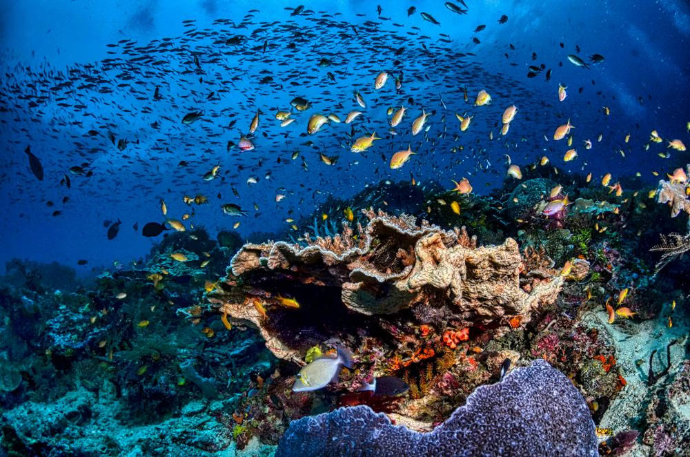 Raja Ampat Papua Review Surga Bawah Laut Terindah Dunia